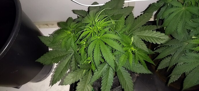 Growreport Bild 33