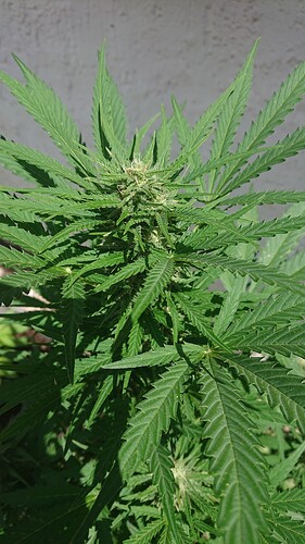 Growreport Bild 27