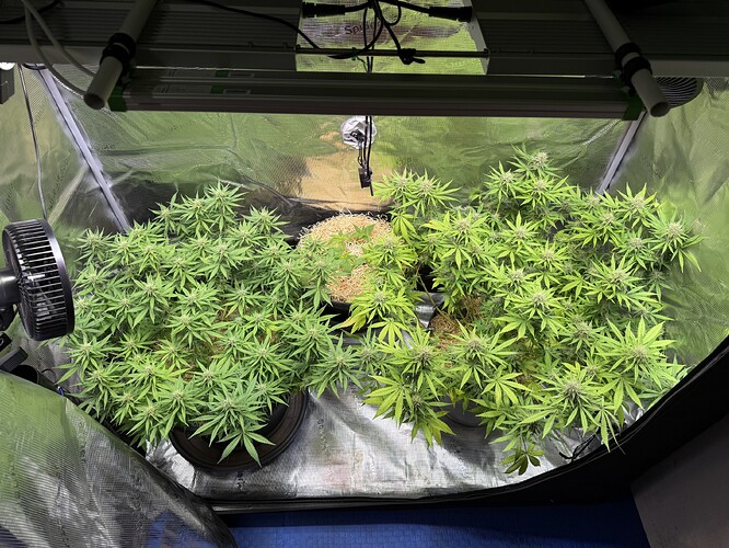 Growreport Bild 41