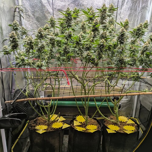 Growreport Bild 6
