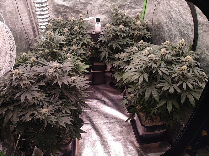 Growreport Bild 77