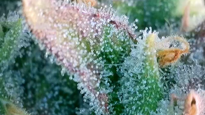 Growreport Bild 5