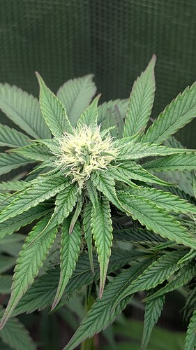 Growreport Bild 4