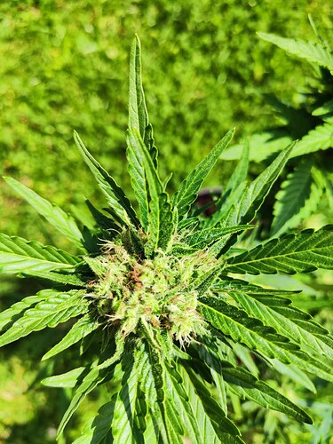 Growreport Bild 5