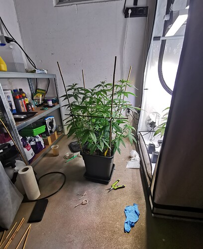 Growreport Bild 2