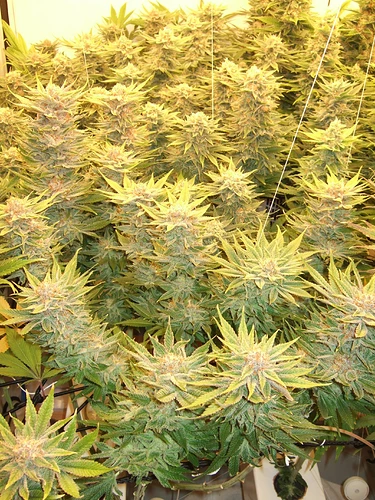 Growreport Bild 25