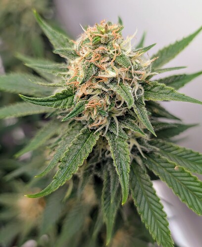 Growreport Bild 37