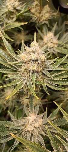 Growreport Bild 5