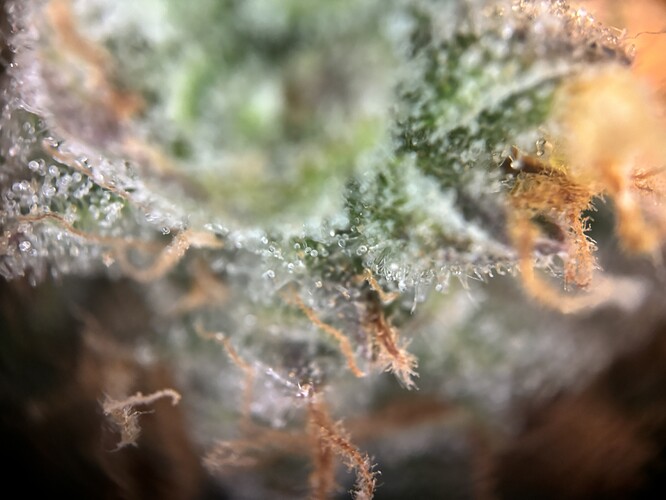 Growreport Bild 78