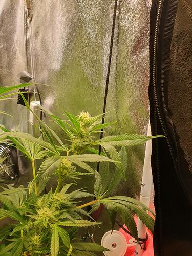 Growreport Bild 8