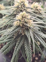 Growreport Bild 96