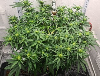 Growreport Bild 56
