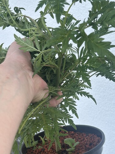 Growreport Bild 51