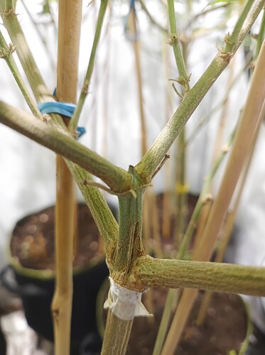 Growreport Bild 40