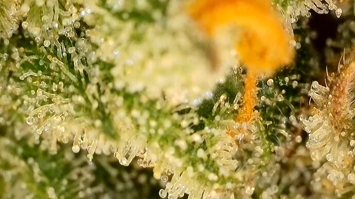 Growreport Bild 4