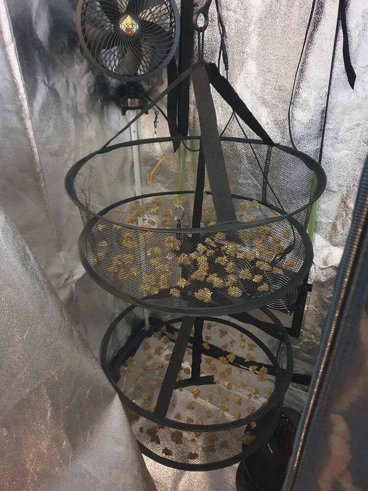 Dritter Grow: Auto Melonade Runtz und Auto Cinderella Jack von Dutch Passion in Sonnenerde oder: "Vorsicht vor dem Licht!" + Sidekick: Super Skunk Auto von Sensi Seeds in BB AllMix