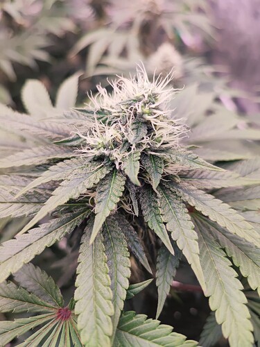 Growreport Bild 30