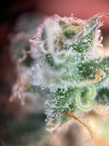 Growreport Bild 28