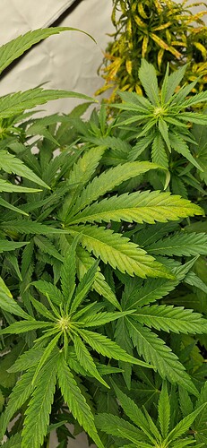 Growreport Bild 11