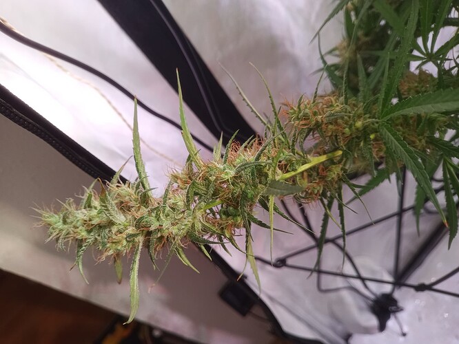 Growreport Bild 4