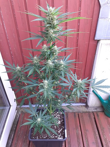 Growreport Bild 107