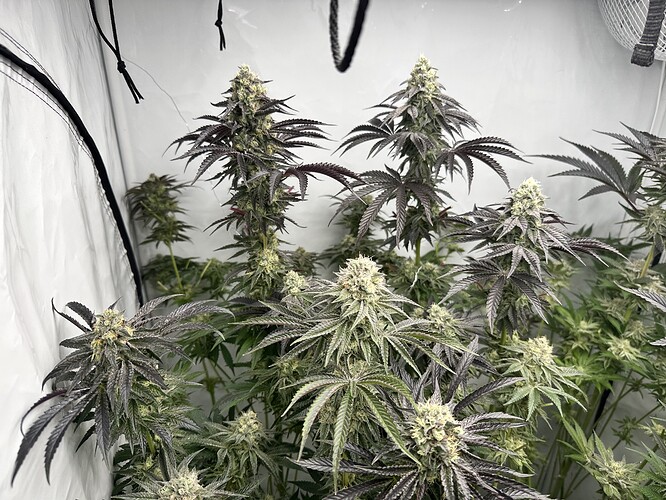 Growreport Bild 8