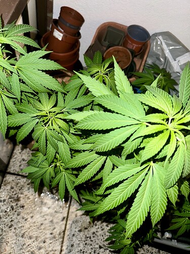 Growreport Bild 6