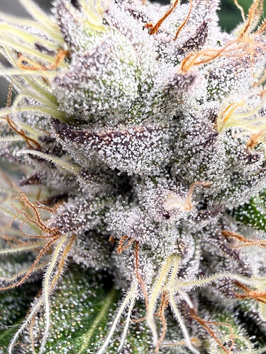 Growreport Bild 27