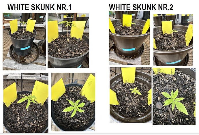 White Skunks