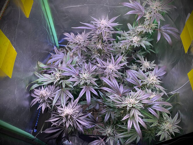 Growreport Bild 5