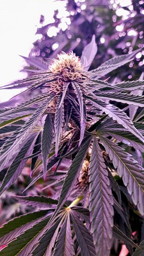 Growreport Bild 19