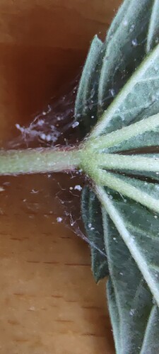 Growreport Bild 5