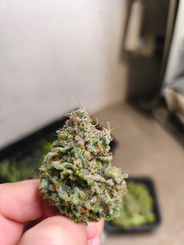 Growreport Bild 5