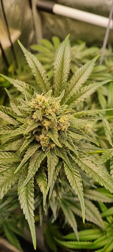 Growreport Bild 9