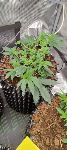 IMG_20251006_103846275_HDR