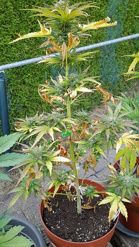 Growreport Bild 31