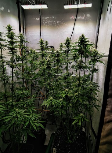 Growreport Bild 9