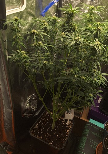 Growreport Bild 7