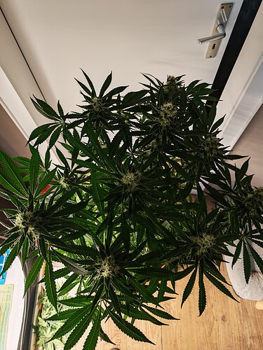 Growreport Bild 11