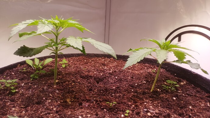 Growreport Bild 2