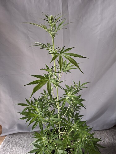 Growreport Bild 167