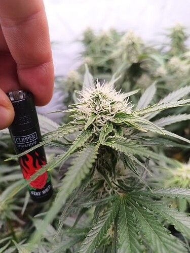 Growreport Bild 3