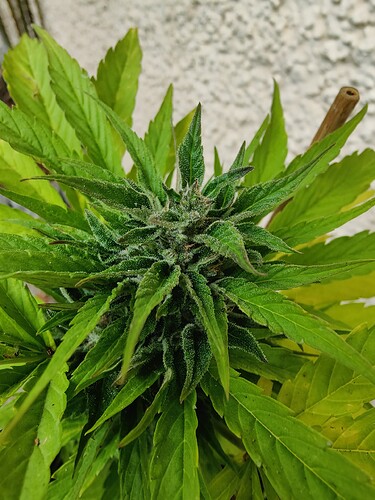 Growreport Bild 14