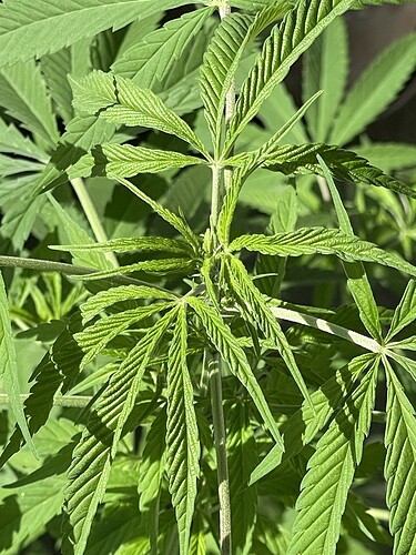 Growreport Bild 79