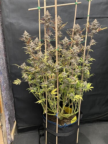 Growreport Bild 7
