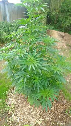 Growreport Bild 7