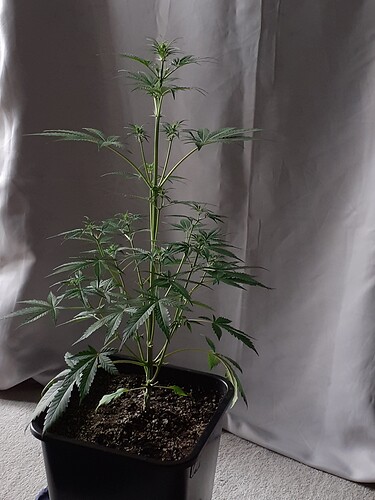Growreport Bild 157