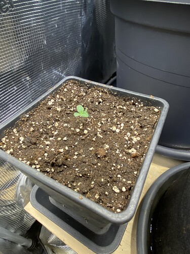 Growreport Bild 66