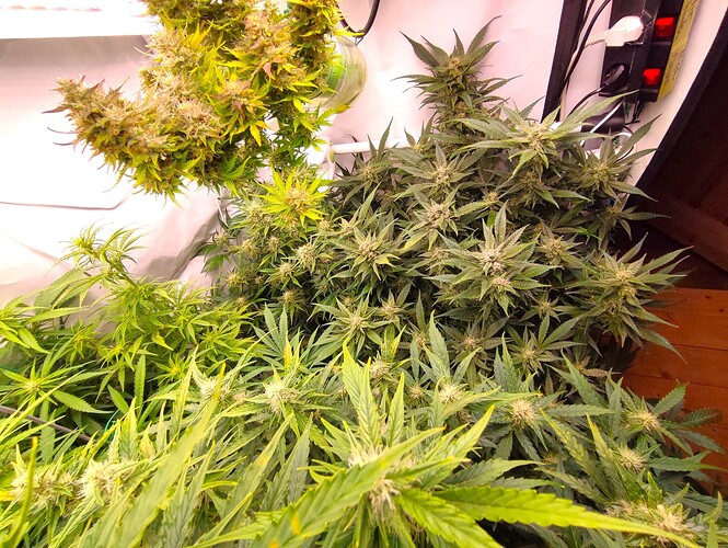 Growreport Bild 35
