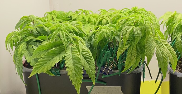 Growreport Bild 29